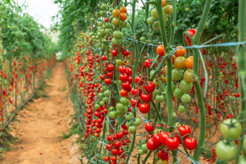 Conheça mais sobre os pilares da ECO Estufas Agrícolas